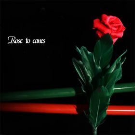 Rose to Canes Роза превращается в трости