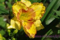 Лилейник 'Ирристейбл Шарм' / Hemerocallis 'Irristable Charm'