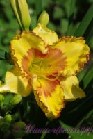 Лилейник 'Ирристейбл Шарм' / Hemerocallis 'Irristable Charm'