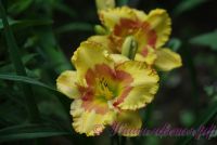 Лилейник 'Ирристейбл Шарм' / Hemerocallis 'Irristable Charm'