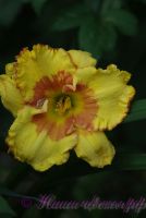 Лилейник 'Ирристейбл Шарм' / Hemerocallis 'Irristable Charm'