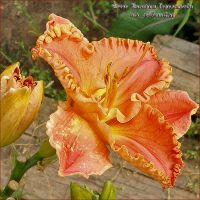 Лилейник 'Лори Голдстоон' / Hemerocallis 'Lori Goldston'