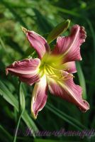 Лилейник 'Уотчил Уайлд Индиан' / Hemerocallis 'Watchyl Wild Indian'