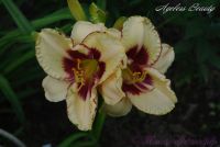 Лилейник 'Эйджлес Бьюти' / Hemerocallis 'Ageless Beauty'