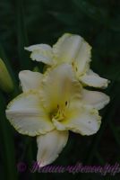 Лилейник 'Близзард Бэй' / Hemerocallis 'Blizzard Bay'