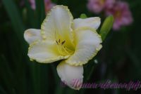 Лилейник 'Близзард Бэй' / Hemerocallis 'Blizzard Bay'