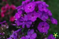 Флокс 'Аметист' / Phlox 'Amethyst'