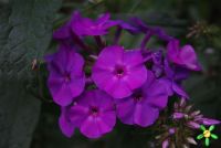 Флокс 'Аметист' / Phlox 'Amethyst'