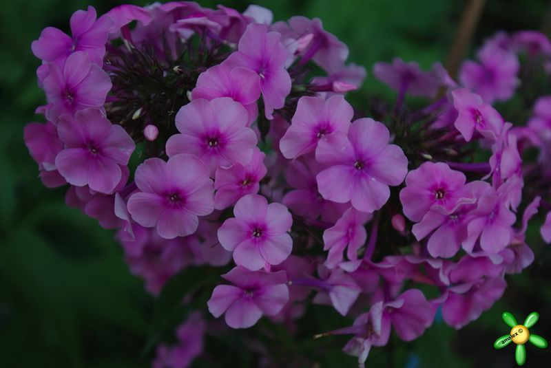 Флокс 'Валентина' / Phlox 'Valentina'