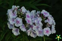 Флокс 'Лавандервольке' / Phlox 'Lavendelwolke'