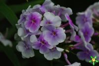 Флокс 'Лавандервольке' / Phlox 'Lavendelwolke'