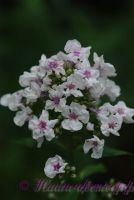 Флокс 'Русский сюрприз' / Phlox 'Russkij Syrpriz'