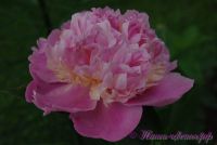 Пион травянистый 'Сорбет' / Paeonia 'Sorbet'