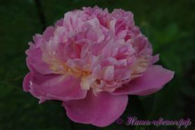 Пион травянистый 'Сорбет' / Paeonia 'Sorbet'