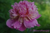 Пион травянистый 'Сорбет' / Paeonia 'Sorbet'