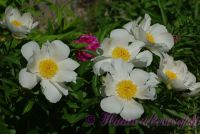 Пион травянистый 'Уайт Вингз' / Paeonia 'White Wings'