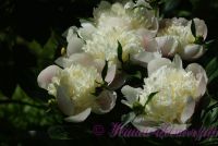 Пион травянистый 'Мирный' / Paeonia 'Mirnij'