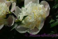 Пион травянистый 'Мирный' / Paeonia 'Mirnij'