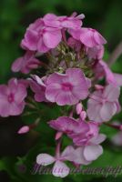 Флокс 'Катенька-Катюша' / Phlox  'Katjenka-Katucha'