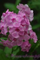 Флокс 'Катенька-Катюша' / Phlox  'Katjenka-Katucha'