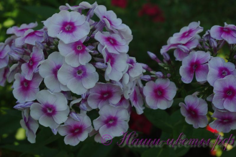 Флокс 'Районант' / Phlox 'Rayonnant' (=Crepuscule )