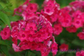 Флокс 'Серафима' / Phlox 'Serafima'