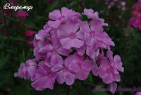 Флокс 'Владимир' / Phlox 'Vladimir'