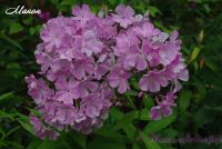 Флокс 'Манон' / Phlox 'Manon' СПб