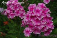 Флокс 'Розовый Районнант' / Phlox 'Rozoviy Rayonnant'