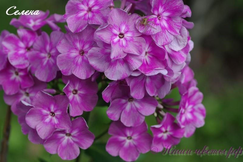 Флокс 'Селена' / Phlox 'Selena'