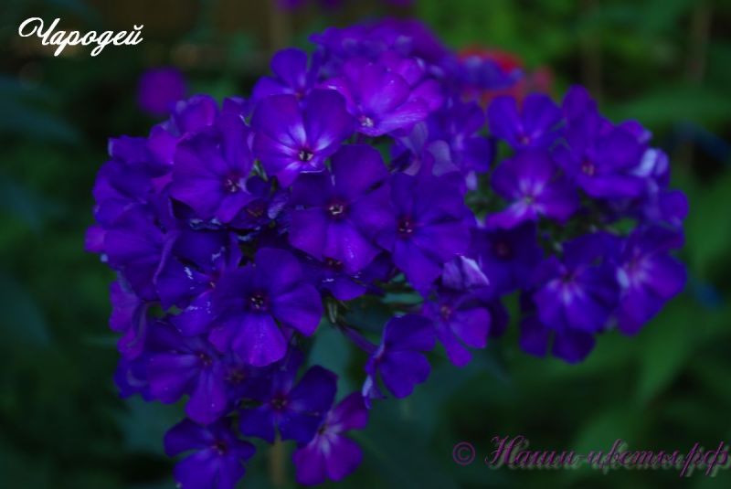 Флокс 'Чародей' / Phlox 'Charodey'