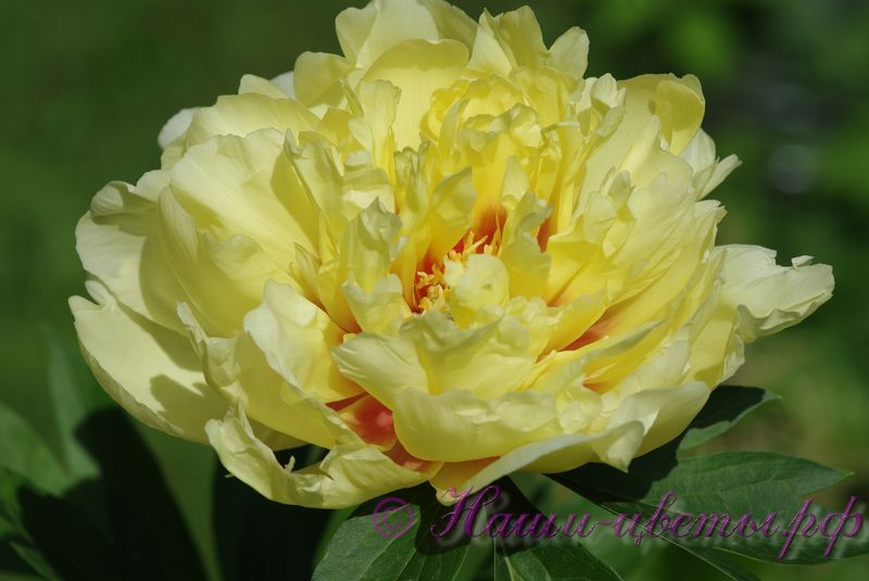 Пион ИТО 'Бартцелла' / Paeonia ITOH 'Bartzella'