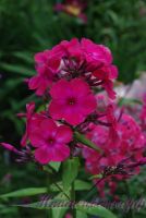 Флокс 'Маргарита' / Phlox 'Margarita'