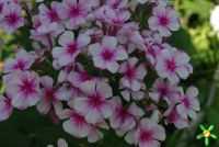 Флокс 'Неон Флэр' / Phlox 'Neon Flair'