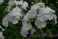 Сеянец флокса 'Эльбрус' / Phlox Seedling 'Elbrus'