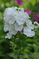 Сеянец флокса 'Эльбрус' / Phlox Seedling 'Elbrus'