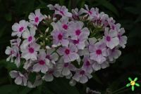 Флокс 'Аппассионата' / Phlox 'Appassionata'