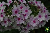 Флокс 'Аппассионата' / Phlox 'Appassionata'