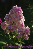 Сеянец флокса 'Дениска-Редиска' / Phlox Seedling 'Deniska-Rediska'