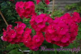 Флокс 'Гренадин Дрим' / Phlox 'Grenadine Dream'