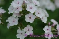 Сеянец флокса 'Вилли' / Phlox Seedling 'Villi'