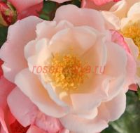 Розеромантик (Roseromantic)