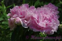 Пион травянистый 'Пинк Гийант' / Peonia 'Pink Giant'