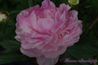 Пион травянистый 'Пинк Гийант' / Peonia 'Pink Giant'