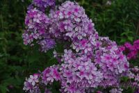 Флокс 'Иришка' / Phlox 'Irishka'