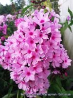 Флокс 'Бисер' / Phlox 'Biser'