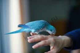 Калита монах (Myiopsitta monachus) синий