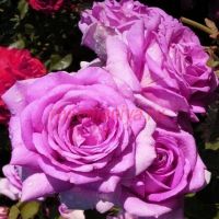 Вилладж де Сент Ирье су Экс (Village De Saint Yrieix Sous Aixe)