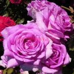 Вилладж де Сент Ирье су Экс (Village De Saint Yrieix Sous Aixe)