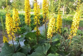 Бузульник узколистный 'Рокет' / Ligularia stenocephala 'Rocket'